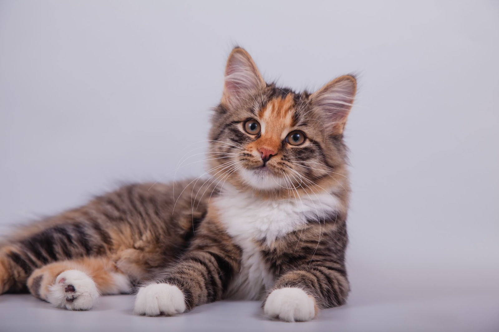 Vitamine B12 voor katten: alles wat u moet weten