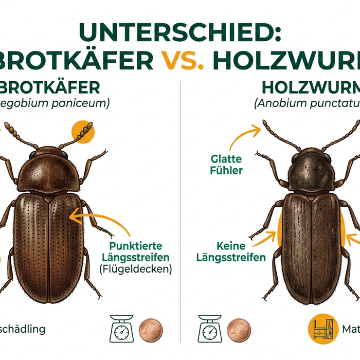 Verschil tussen broodkever en houtworm — foto 1