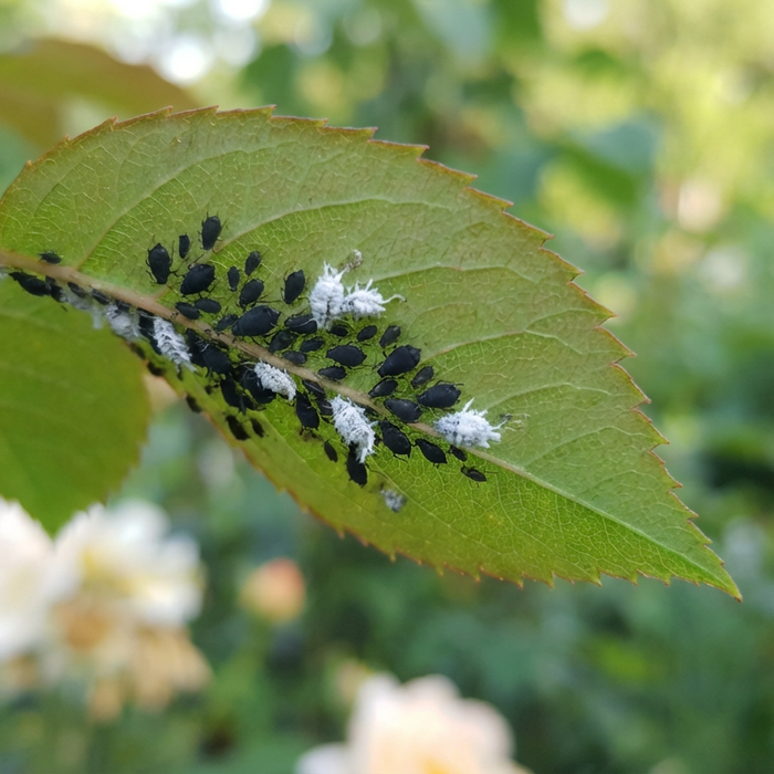 Zwarte bladluizen / witte bladluizen: herken verschillen en bestrijd ze op natuurlijke wijze