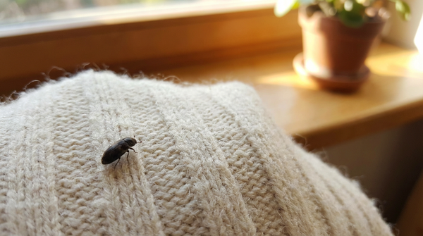 Spekkeverbeten: gevaarlijk of onschadelijk? Symptomen en behandeling in één oogopslag