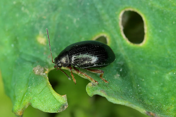Fotorealistisch macrobeeld van een vlooienkever op een koolblad met typische voedingssporen (shotgun-patroon). Gele lijmvanger en kamerplant zichtbaar op de achtergrond.
