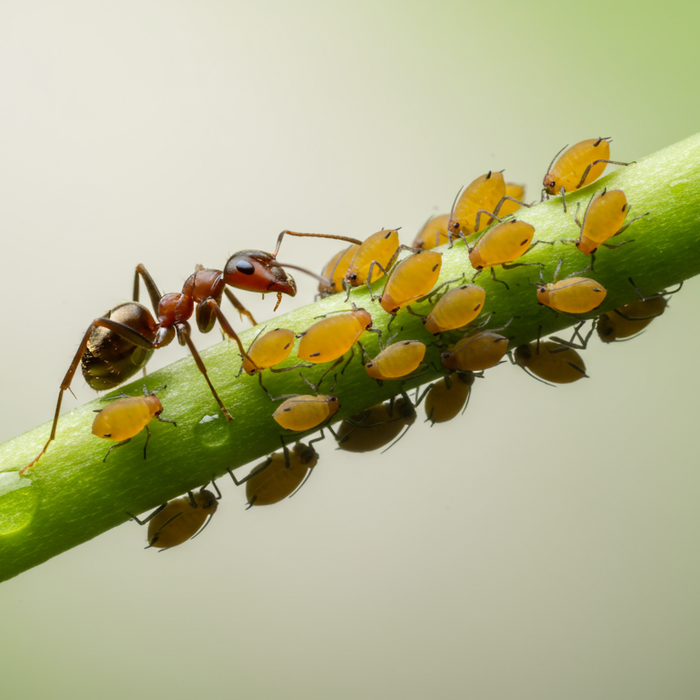 Eten mieren bladluizen: relatie tussen insecten