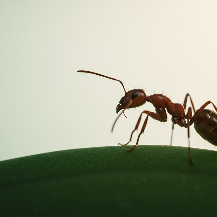 Grootste mier ter wereld: records in het dierenrijk