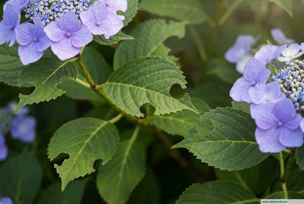 Hortensia-plagen: hoe u uw planten effectief kunt redden