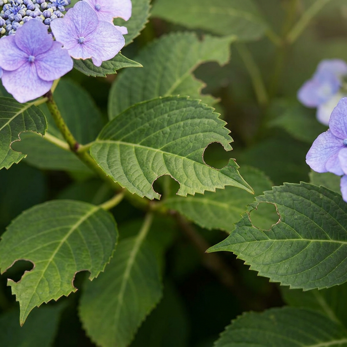 Hortensia-plagen: hoe u uw planten effectief kunt redden