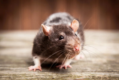 rat close-up