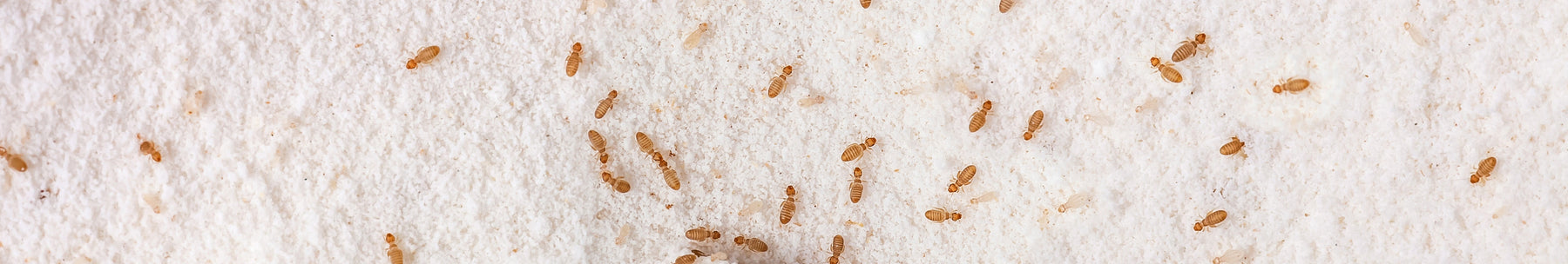 Bestrijding van huisluizen: oorzaken, detectie en effectieve methoden