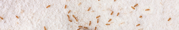 Boek- of schorsluizen die zich voeden met meel. Kleine bruine Trogium pulsatorium, gewone boekenluis in de huiskeuken. Voedselongedierte macro leven bovenaanzicht basisprijs