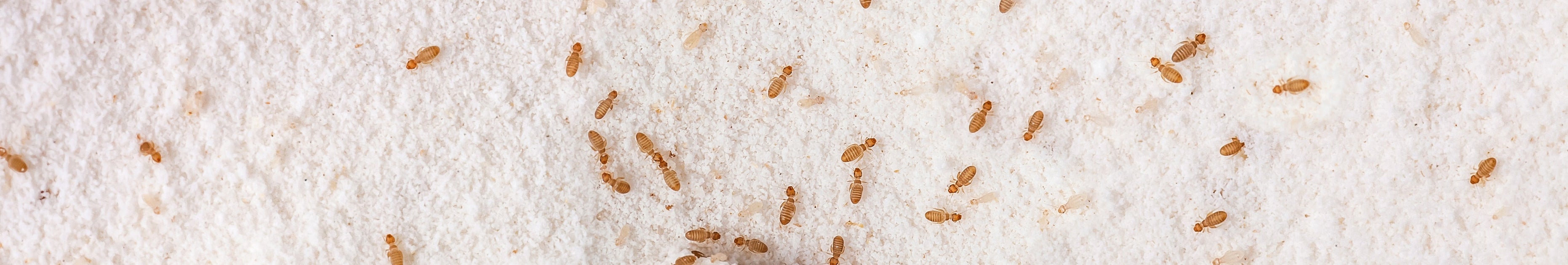 Bestrijd stofluizen | Zilveren kracht — Silberkraft