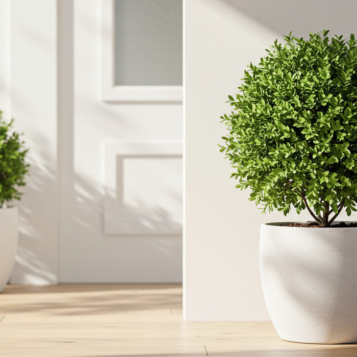 Is de buxus giftig of niet?