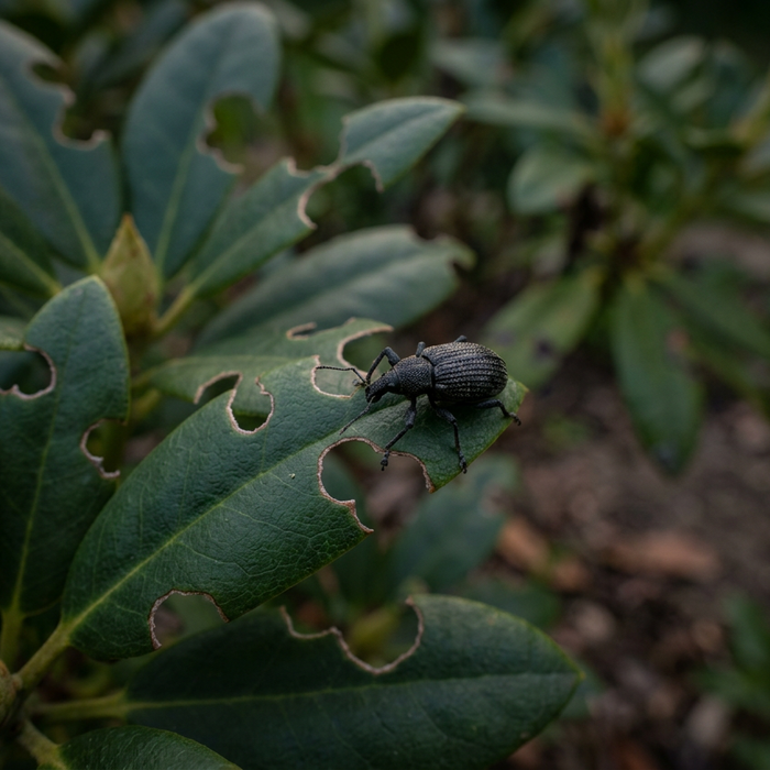 Neemolie tegen snuitkevers: natuurlijke hulp of ineffectief huismiddeltje?