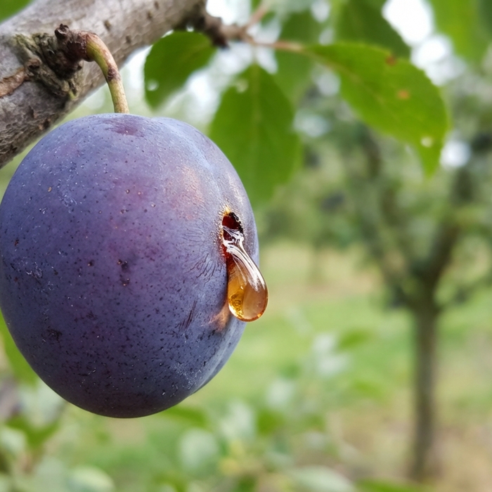 Schadebeeld door pruimmot: Rijpe pruim met typische rubberdruppels bij het boorgat