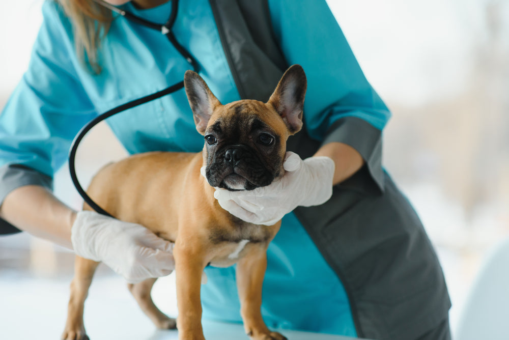 Giardia Behandelingshond – Alles wat u moet weten