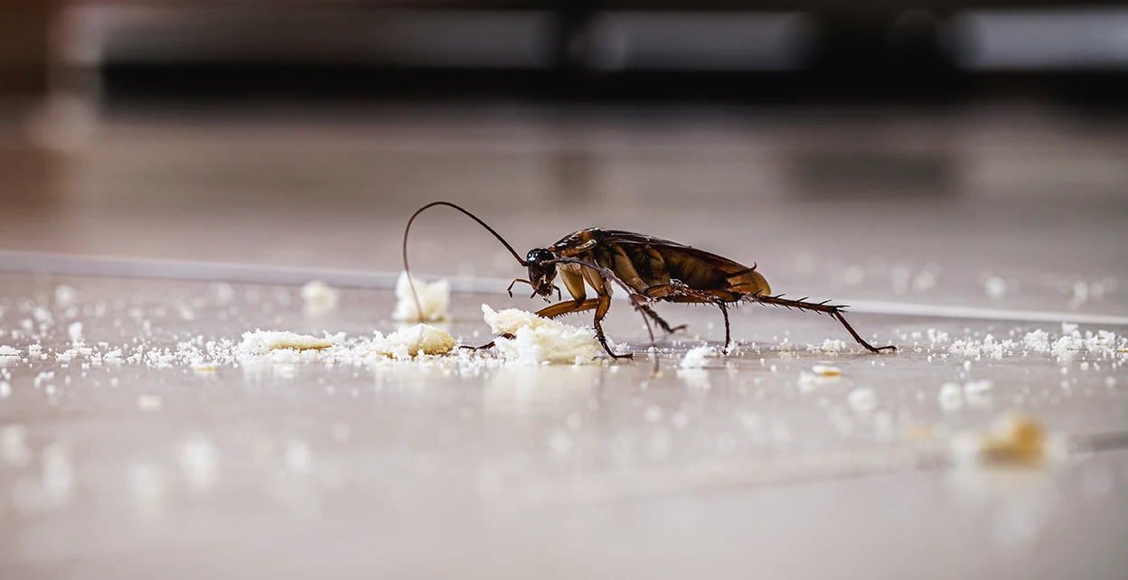 Kakkerlakken in je huis bestrijden: hoe kom je van kakkerlakken af?