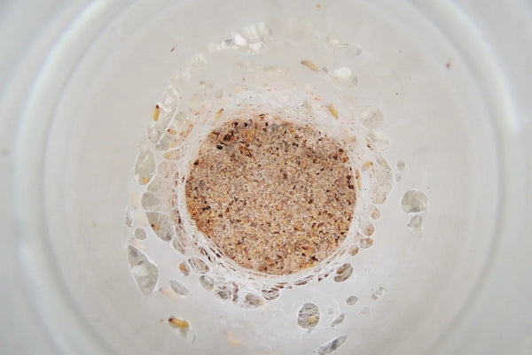 Mijtkolonie in een pot met zemelen