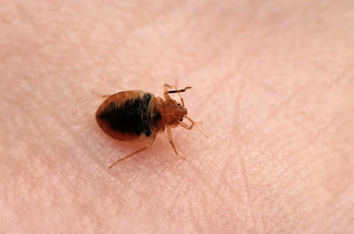 Bedwants Cimex lectularius op de menselijke huid.