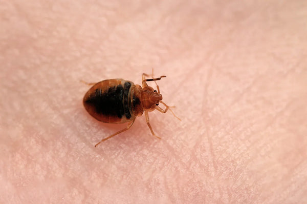 Bedwants Cimex lectularius op de menselijke huid.