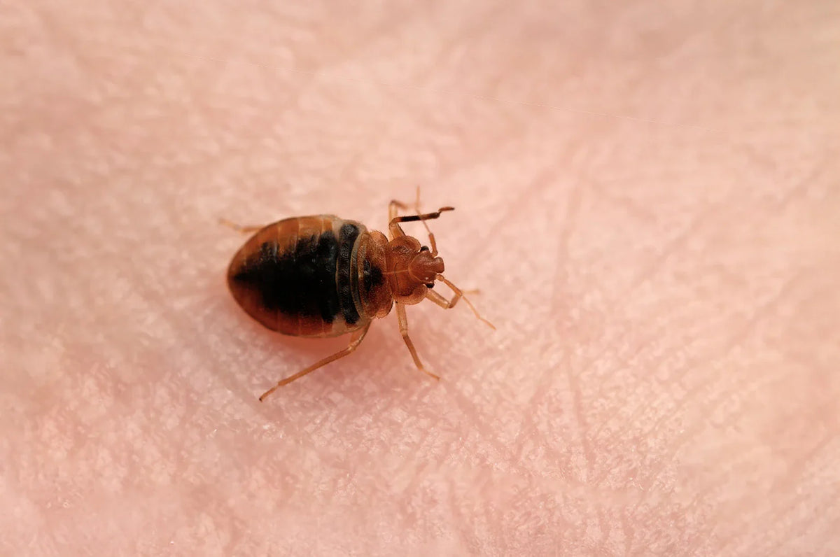 Bed bug Cimex lectularius auf der menschlichen Haut.
