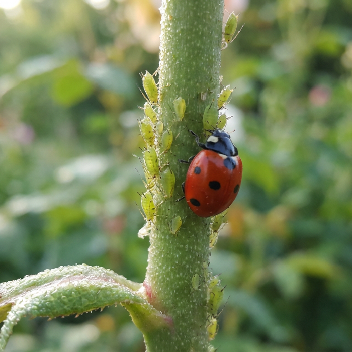 Close-up van groene bladluizen op een rozenstengel met een lieveheersbeestje als natuurlijk roofdier.