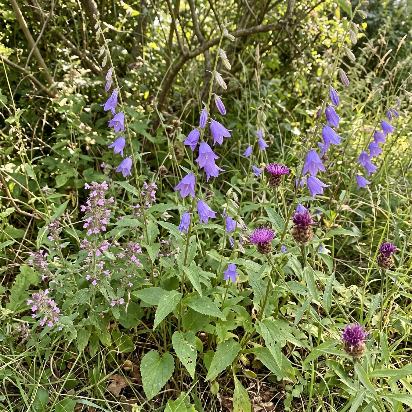 Wildstauden in Blüte im naturnahen Garten (KI-generiert)