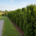 Becher-Eibe 'Hicksii' als schmale, dichte Eibenhecke von etwa 1,6 m Höhe im Garten – KI-generierte Beispielabbildung