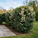 Duftblüte (Osmanthus) als etwa 1,5 m hohe immergrüne Hecke mit weißen Frühlingsblüten im Garten – KI-generierte Beispielabbildung