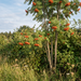 Eberesche (Vogelbeere) mit roten Beeren als kleiner Baum in einer naturnahen Hecke im Spätsommer – KI-generierte Beispielabbildung