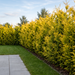 Gelbe Leylandzypresse 'Gold Rider' als goldgelbe, etwa 2 m hohe Sichtschutzhecke im Garten – KI-generierte Beispielabbildung
