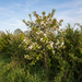 Holzapfel in weiß-rosa Blüte als kleiner Baum in einer naturnahen Feldhecke im Frühling – KI-generierte Beispielabbildung