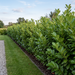 Kirschlorbeer 'Rotundifolia' als breite, etwa 1,8 m hohe Sichtschutzhecke mit großem Laub im Garten – KI-generierte Beispielabbildung