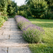 Lavendel 'Dwarf Blue' als niedrige, violettblau blühende Beeteinfassung von etwa 35 cm Höhe am Gartenweg – KI-generierte Beispielabbildung