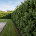 Leylandzypresse als dichte, etwa 2 m hohe immergrüne Sichtschutzhecke im Garten – KI-generierte Beispielabbildung