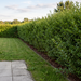 Ovalblättriger Liguster als dichte, etwa 1,8 m hohe Hecke im Garten – KI-generierte Beispielabbildung