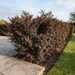 Rote Heckenberberitze 'Atropurpurea' als dichte, rotlaubige Hecke von etwa 1 m Höhe im Garten – KI-generierte Beispielabbildung