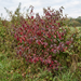 Roter Hartriegel als Wildstrauch mit blutroter Herbstfärbung in einer naturnahen Hecke – KI-generierte Beispielabbildung