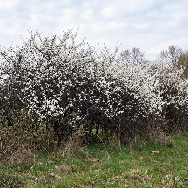 Schlehe als dornige Wildhecke in weißer Blüte vor dem Laubaustrieb im Frühling – KI-generierte Beispielabbildung