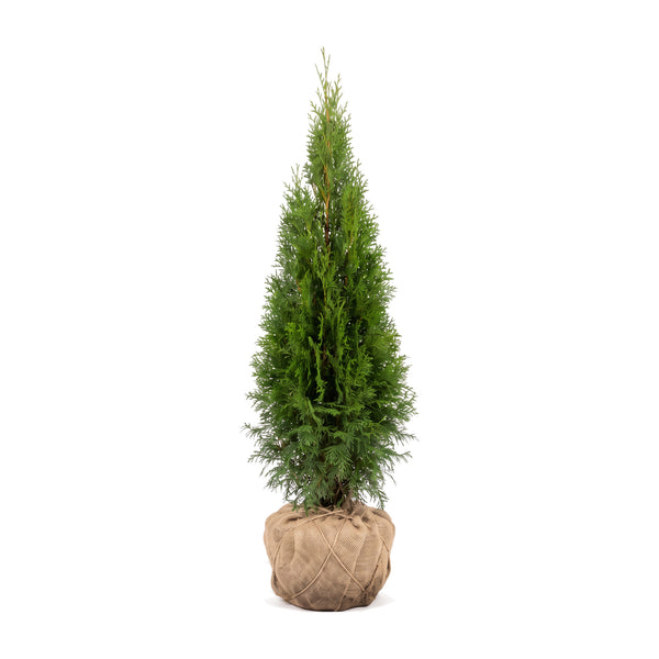Thuja 'Smaragd' met wortelkluit in jute, vrijstaand – smalle, dichte kegelvorm (door AI gegenereerde illustratie)