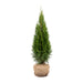 Thuja 'Smaragd' - levensboom voor smalle privacyhagen
