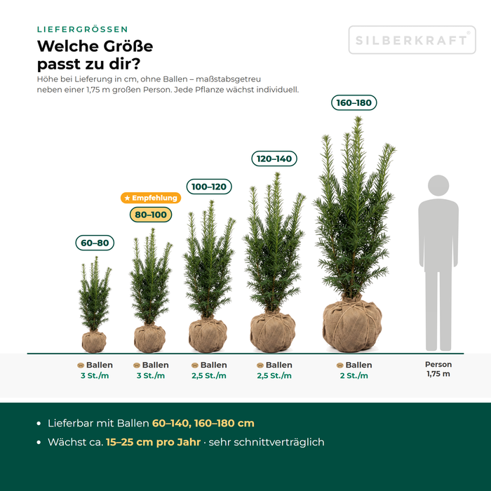 Leveringsmaten Taxus media 'Hicksii': met kluit 60–180 cm – op schaal naast een persoon van 1,75 m