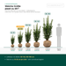 Leveringsmaten Taxus media 'Hicksii': met kluit 60–180 cm – op schaal naast een persoon van 1,75 m
