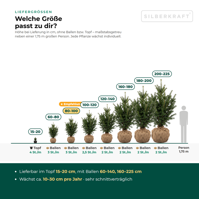 Leveringsmaten taxus: met kluit 60–225 cm, in pot 15–20 cm – op schaal naast een persoon van 1,75 m