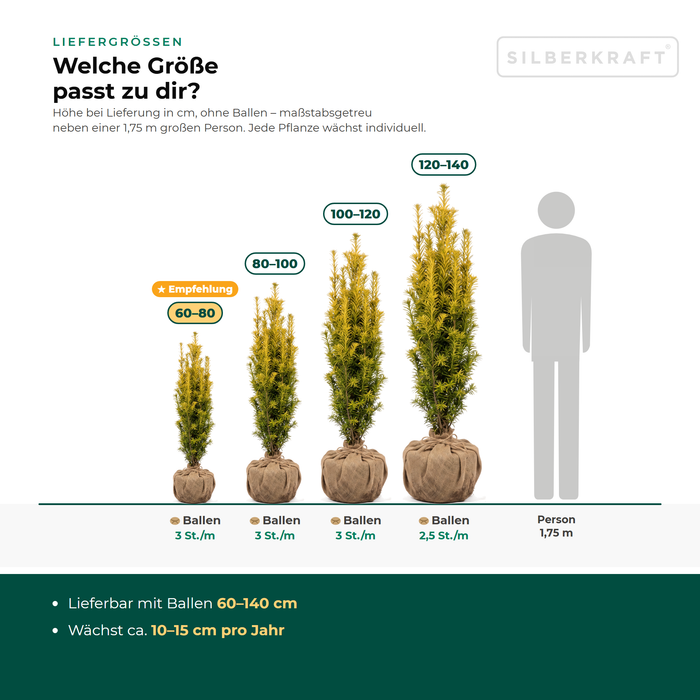 Leveringsmaten Gele zuiltaxus 'David': met kluit 60–140 cm – op schaal naast een persoon van 1,75 m