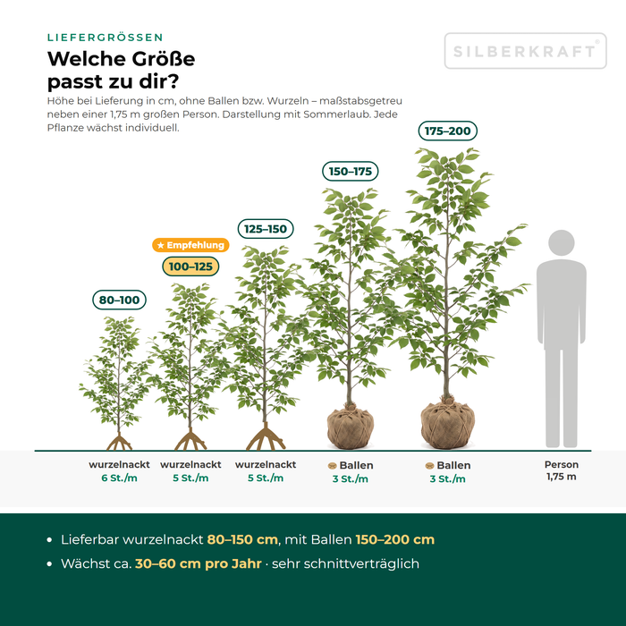 Leveringsmaten haagbeuk: met kluit 150–200 cm, met blote wortel 80–150 cm – op schaal naast een persoon van 1,75 m