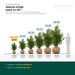 Leveringsmaten Japanse hulst 'Green Hedge': met kluit 60–180 cm – op schaal naast een persoon van 1,75 m