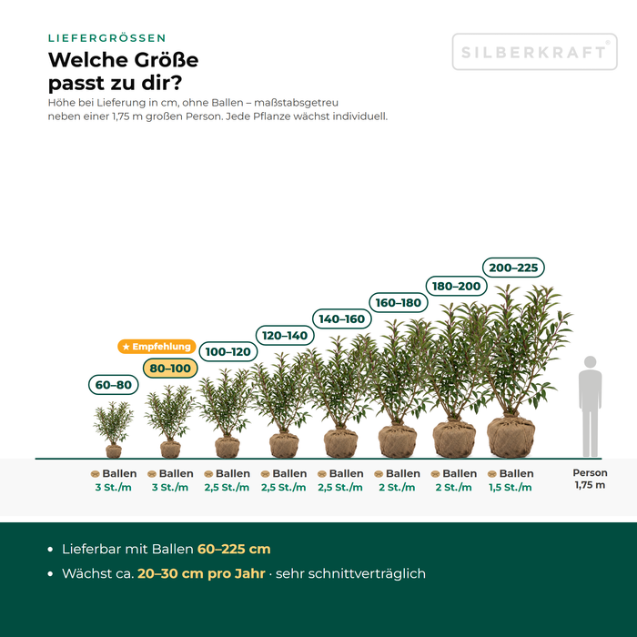 Leveringsmaten Portugese laurier 'Angustifolia': met kluit 60–225 cm – op schaal naast een persoon van 1,75 m