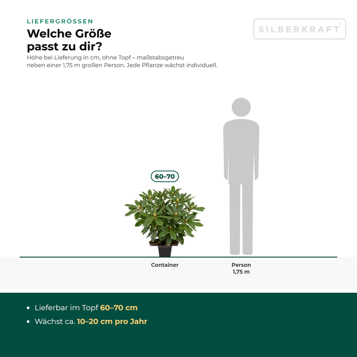 Leveringsmaten Rhododendron 'Catawbiense Grandiflorum': in pot 60–70 cm – op schaal naast een persoon van 1,75 m
