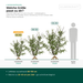 Leveringsmaten sleedoorn: met blote wortel 80–150 cm – op schaal naast een persoon van 1,75 m