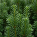 Close-up van de Taxus × media 'Hicksii': naalden – door AI gegenereerde voorbeeldafbeelding