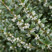 Close-up van de schijnhulst (Osmanthus × burkwoodii): kleine witte bloemen en leerachtig blad – door AI gegenereerde voorbeeldafbeelding