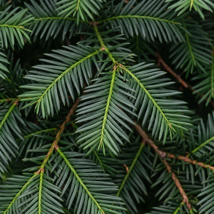 Close-up venijnboom (Taxus baccata): naalden – door AI gegenereerde voorbeeldafbeelding